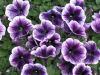 ПЕТУНИЯ RAY PURPLE VEIN