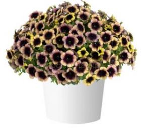 ПЕТУНИЯ RAY SHADOW (Я)