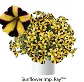 ПЕТУНИЯ RAY SUNFLOWER (Я)
