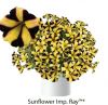 ПЕТУНИЯ RAY SUNFLOWER