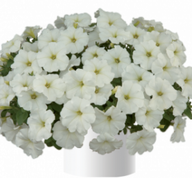 ПЕТУНИЯ RAY WHITE (Я)