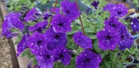 ПЕТУНИЯ SPLASH DANCE BOLERO BLUE (Я)