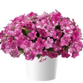 ПЕТУНИЯ SPLASH DANCE RUMBA ROSE (Я)