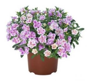 КАЛИБРАХОА ALOHA DOUBLE PINK BLUSH (Я)