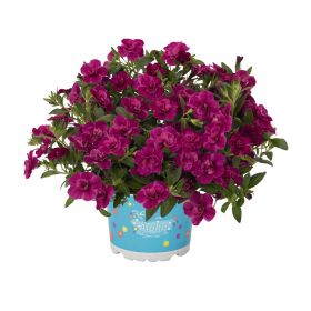 КАЛИБРАХОА ALOHA DOUBLE PURPLE