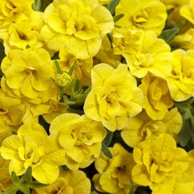 КАЛИБРАХОА ALOHA DOUBLE YELLOW