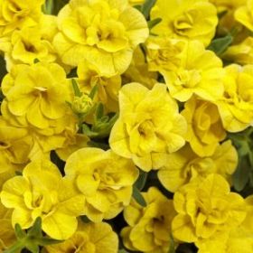 КАЛИБРАХОА ALOHA DOUBLE YELLOW (Я)