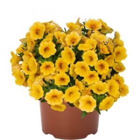 КАЛИБРАХОА ALOHA KONA YELLOW 2026 (Я)