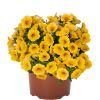 КАЛИБРАХОА ALOHA KONA YELLOW 2026