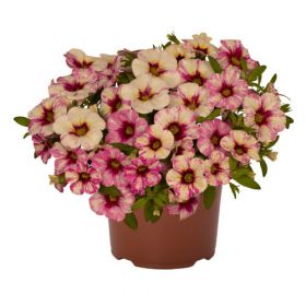КАЛИБРАХОА BLOOMTASTIC HOT PINK