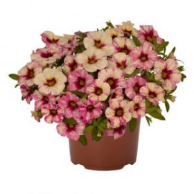 КАЛИБРАХОА BLOOMTASTIC HOT PINK (Я)