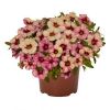 КАЛИБРАХОА BLOOMTASTIC HOT PINK (Я)