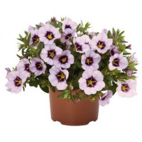 КАДИБРАХОА BLOOMTASTIC LAVENDER QUARTZ (Я)