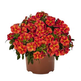 КАЛИБРАХОА BLOOMTASTIC ORANGE CART WHEEL