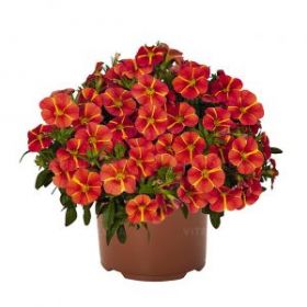 КАЛИБРАХОА BLOOMTASTIC ORANGE CART WHEEL (Я)