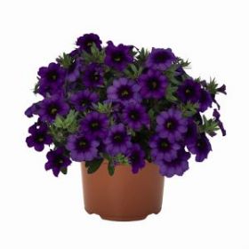 КАЛИБРАХОА BLOOMTASTIC PURPLE (Я)