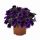 КАЛИБРАХОА BLOOMTASTIC PURPLE