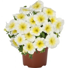 КАЛИБРАХОА BLOOMTASTIC WHITE