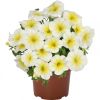 КАЛИБРАХОА BLOOMTASTIC WHITE