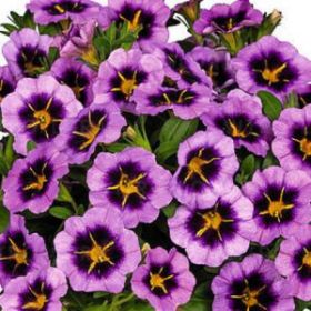 КАЛИБРАХОА TIK TOK GRAPE (Я)