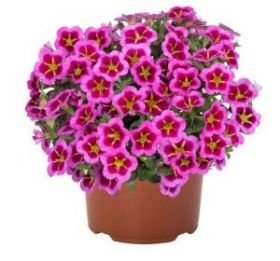 КАЛИБРАХОА TIK TOK ROSE (Я)