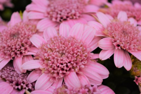 ОСТЕОСПЕРМУМ Margarita Double Pink