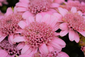 ОСТЕОСПЕРМУМ Margarita Double Pink (Я)