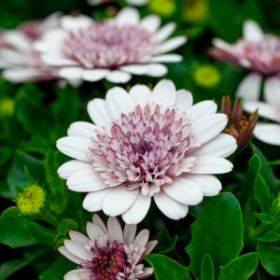 ОСТЕОСПЕРМУМ Margarita Double White (Я)