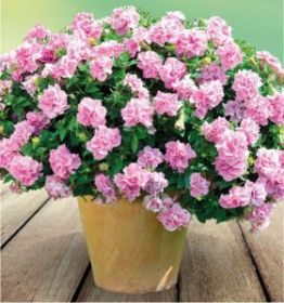 ПЕТУНИЯ ORIGAMI PINK (Я)