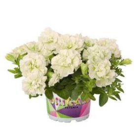 ПЕТУНИЯ ORIGAMI WHITE (Я)