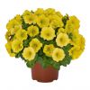 ПЕТУНИЯ POTUNIA CANARY YELLOW