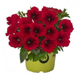 ПЕТУНИЯ POTUNIA RED