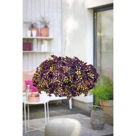 ПЕТУНИЯ SPARKLING BEE (Я)