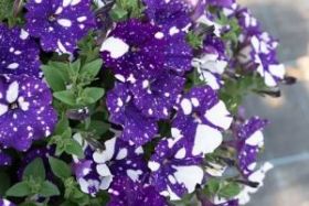 ПЕТУНИЯ SPARKLING BLUE (Я)