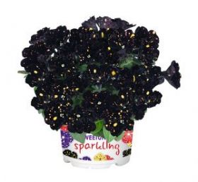 ПЕТУНИЯ SPARKLING NIGHT (Я)