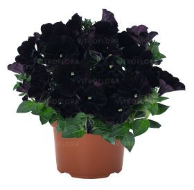 ПЕТУНИЯ Sweetunia Black Cowboy