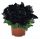 ПЕТУНИЯ Sweetunia Black Cowboy