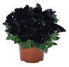 ПЕТУНИЯ Sweetunia Black Cowboy