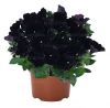 ПЕТУНИЯ Sweetunia Black Cowboy (Я)