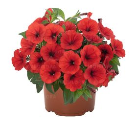ПЕТУНИЯ Sweetunia Red 2026