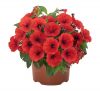 ПЕТУНИЯ Sweetunia Red 2026