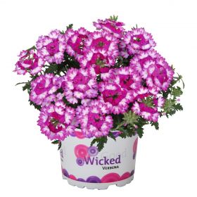 ВЕРБЕНА Wicked Dark Pink Confetti Garden