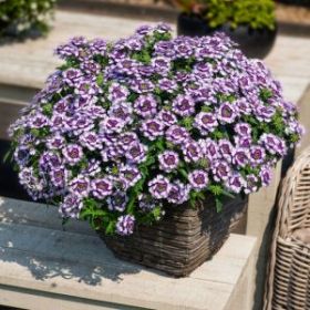 ВЕРБЕНА Wicked Great Grape (Я)