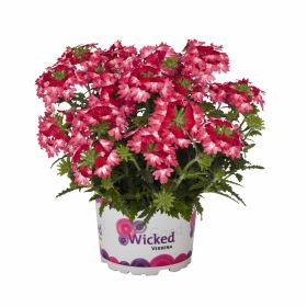 ВЕРБЕНА Wicked Pink Pepper