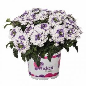 ВЕРБЕНА Wicked Purple (Я)