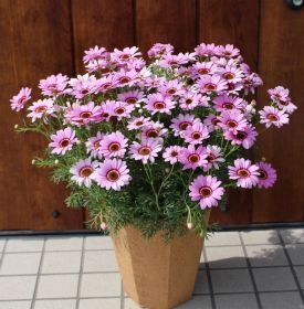 АРГИРАНТЕМУМ GRANDAISY PINK HALO IMPR