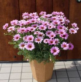 АРГИРАНТЕМУМ GRANDAISY PINK HALO IMPR (Я)