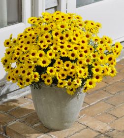 АРГИРАНТЕМУМ GRANDAISY YELLOW