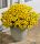 АРГИРАНТЕМУМ GRANDAISY YELLOW
