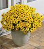 АРГИРАНТЕМУМ GRANDAISY YELLOW